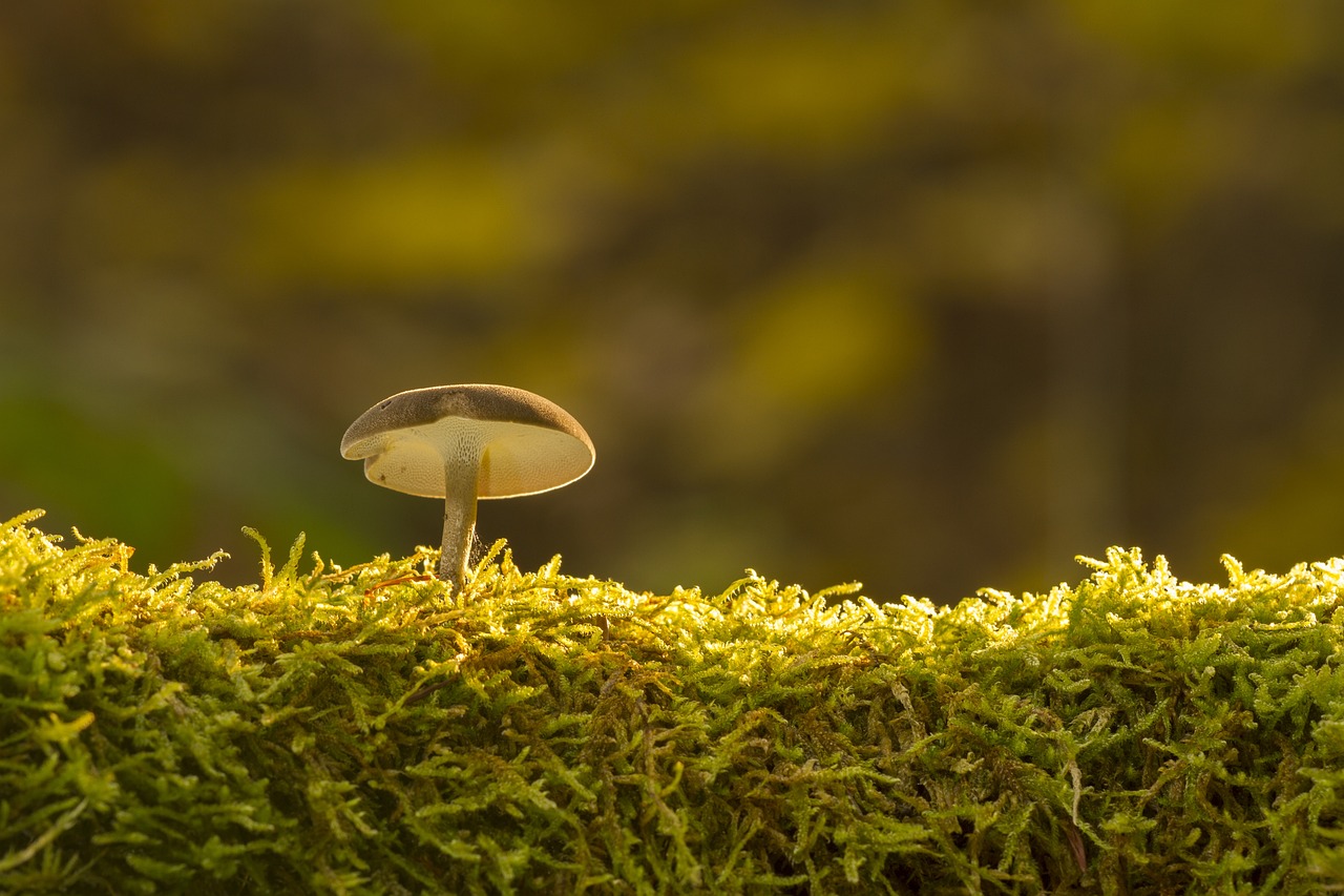 Making DIY Moss Decor for a Touch of Green